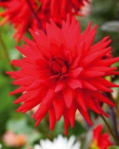 Dahlia Red Pigmy